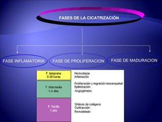 FASES DE LA CICATRIZACIÓN FASE INFLAMATORIA FASE DE PROLIFERACION FASE DE MADURACION 