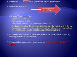 Monocitos  amplifican y controlan la Rpta inflamatoria. Monocitos circulantes.  Los macrófagos continúan: Destruyendo bacterias Desbridando la herida Secretando citoquinas y factores de crecimiento Modulan la acción de los queratinocitos para la epitelización, de los fibroblastos para la formación de matriz celular y de las células musculares lisas y células endoteliales para la angiogénesis .  Otras células inflamatorias implicadas en la cicatrización son los linfocitos, células plasmáticas y mastocitos. Este periodo se caracteriza clínicamente por  calor, rubor, tumor y dolor.  Macrófagos 