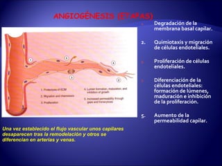 Degradación de la membrana basal capilar. 2.  Quimiotaxis y migración de células endoteliales. Proliferación de células endoteliales. Diferenciación de la células endoteliales: formación de lúmenes, maduración e inhibición de la proliferación. 5.  Aumento de la permeabilidad capilar. ANGIOGÉNESIS (ETAPAS) Una vez establecido el flujo vascular unos capilares desaparecen tras la remodelación y otros se diferencian en arterias y venas. 