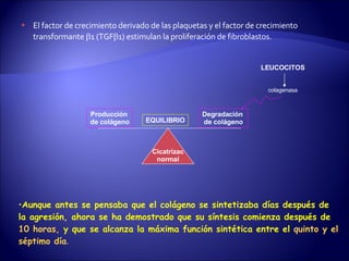 El factor de crecimiento derivado de las plaquetas y el factor de crecimiento transformante   1 (TGF  1) estimulan la proliferación de fibroblastos.  Aunque antes se pensaba que el colágeno se sintetizaba días después de la agresión, ahora se ha demostrado que su síntesis comienza después de  10 horas,   y que se alcanza la máxima función sintética entre el  quinto y el séptimo día .  Cicatrizac normal Producción  de colágeno EQUILIBRIO Degradación  de colágeno colagenasa LEUCOCITOS 