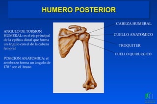 HUMERO POSTERIOR
CABEZA HUMERAL
CUELLO ANATOMICO
TROQUITER
CUELLO QUIRURGICO
ANGULO DE TORSION
HUMERAL: es el eje principal
de la epífisis distal que forma
un ángulo con el de la cabeza
femoral
POSICION ANATOMICA: el
antebrazo forma un ángulo de
170 º con el brazo
 