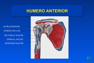 HUMERO ANTERIOR
SUPRAESPINOSO
SUBESCAPULAR
PECTORAL MAYOR
REDONDO MAYOR
DORSAL ANCHO
 