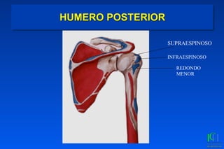HUMERO POSTERIOR
SUPRAESPINOSO
INFRAESPINOSO
REDONDO
MENOR
 