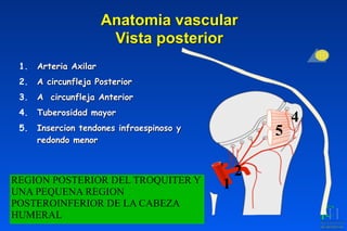 1. Arteria Axilar
2. A circunfleja Posterior
3. A circunfleja Anterior
4. Tuberosidad mayor
5. Insercion tendones infraespinoso y
redondo menor
Anatomia vascular 
Vista posterior
1
3
2
5
4
REGION POSTERIOR DEL TROQUITER Y
UNA PEQUENA REGION
POSTEROINFERIOR DE LA CABEZA
HUMERAL
 