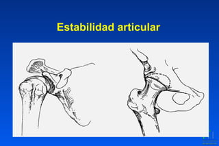 Estabilidad articular
 