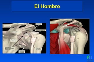 El Hombro
 