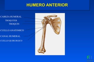 HUMERO ANTERIOR
CABEZA HUMERAL
TROQUITER
TROQUIN
CUELLO ANATOMICO
CUELLO QUIRURGICO
CANAL HUMERAL
 