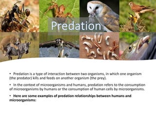 • Predation is a type of interaction between two organisms, in which one organism
(the predator) kills and feeds on another organism (the prey).
• In the context of microorganisms and humans, predation refers to the consumption
of microorganisms by humans or the consumption of human cells by microorganisms.
• Here are some examples of predation relationships between humans and
microorganisms:
 