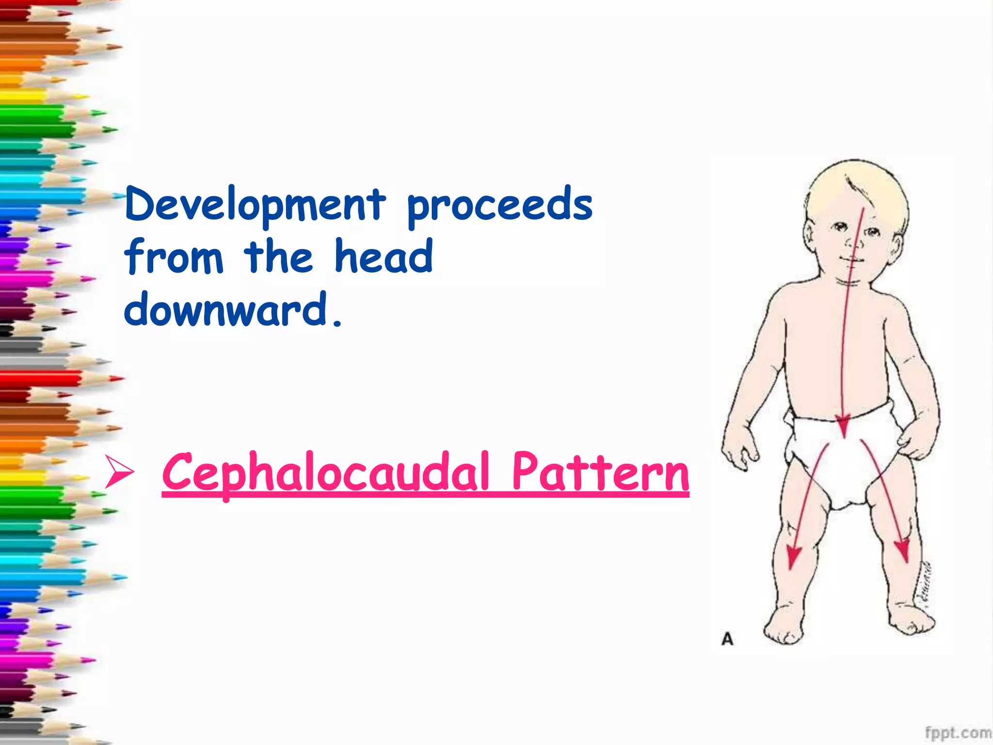 Development proceeds
from the head
downward.
➢ Cephalocaudal Pattern
 