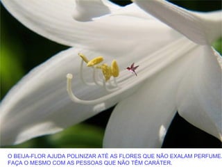 O BEIJA-FLOR AJUDA POLINIZAR ATÉ AS FLORES QUE NÃO EXALAM PERFUME.
FAÇA O MESMO COM AS PESSOAS QUE NÃO TÊM CARÁTER.
 
