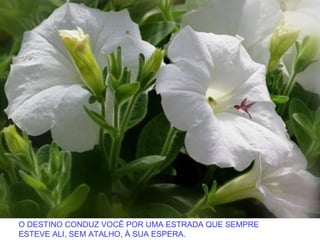 O DESTINO CONDUZ VOCÊ POR UMA ESTRADA QUE SEMPRE
ESTEVE ALI, SEM ATALHO, À SUA ESPERA.
 