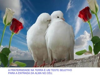 A FRATERNIDADE NA TERRA É UM TESTE SELETIVO
PARA A ENTRADA DA ALMA NO CÉU.
 