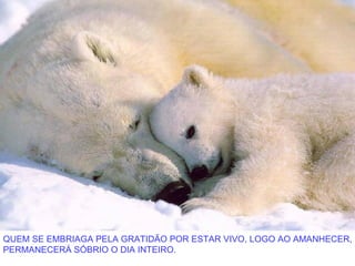 QUEM SE EMBRIAGA PELA GRATIDÃO POR ESTAR VIVO, LOGO AO AMANHECER,
PERMANECERÁ SÓBRIO O DIA INTEIRO.
 
