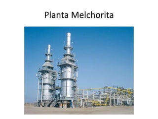 Planta Melchorita
 
