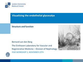 Structure and function
Visualizing the endothelial glycocalyx
Bernard van den Berg
IFAD WORKSHOP 2, NOVEMBER 23TH
The Einthoven Laboratory for Vascular and
Regenerative Medicine – Division of Nephrology
 