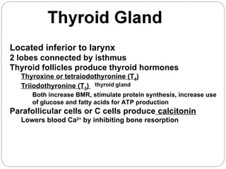 1iffatendocrine-system-copy-200703202204.ppt