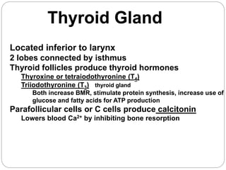 Anatomy and Physiology of Endocrine System | PPT