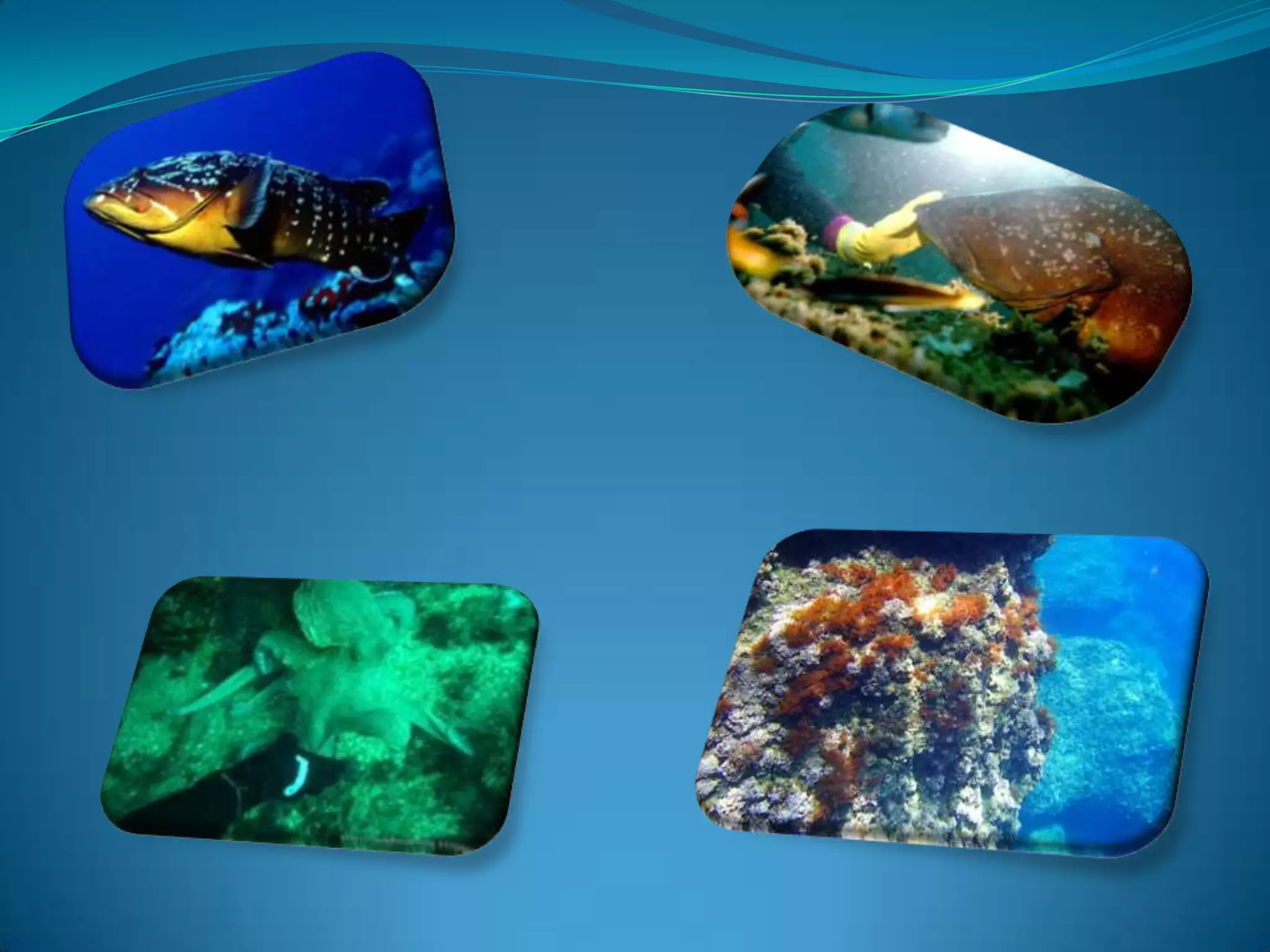 VEGETACIÓEl fons sorrenc permet el creixement de pratssubmarins de Posidoniaoceanica font important de productivitat. A les múltiplescovesdel fons de les illes permet el desenvolupament de corallvermellL'alga de vidriers, altina o posidònia (Posidonia oceanica) és una planta aquàtica.Elcorallvermell, mésconegutcom a corall, viu en colònies en forma d'arbreamb branques irregulars.