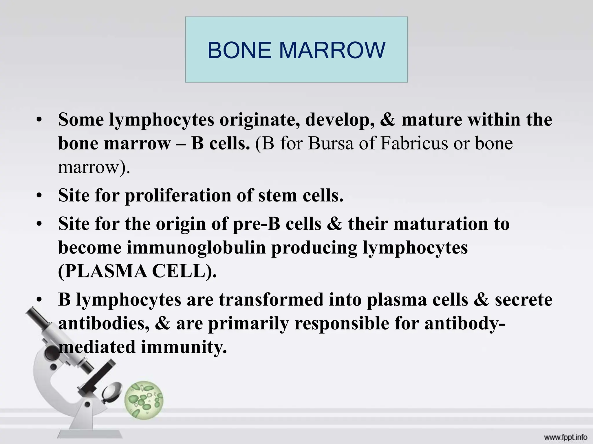• Some lymphocytes originate, develop, & mature within the
bone marrow – B cells. (B for Bursa of Fabricus or bone
marrow).
• Site for proliferation of stem cells.
• Site for the origin of pre-B cells & their maturation to
become immunoglobulin producing lymphocytes
(PLASMA CELL).
• B lymphocytes are transformed into plasma cells & secrete
antibodies, & are primarily responsible for antibody-
mediated immunity.
BONE MARROW
 