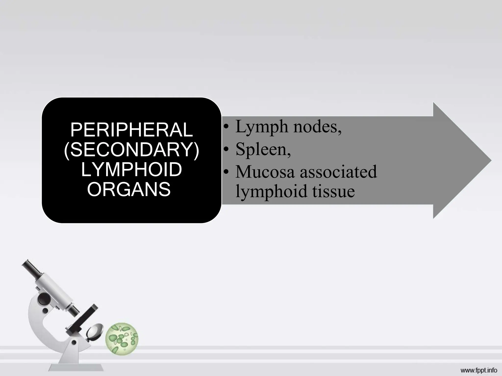 • Lymph nodes,
• Spleen,
• Mucosa associated
lymphoid tissue
PERIPHERAL
(SECONDARY)
LYMPHOID
ORGANS
 