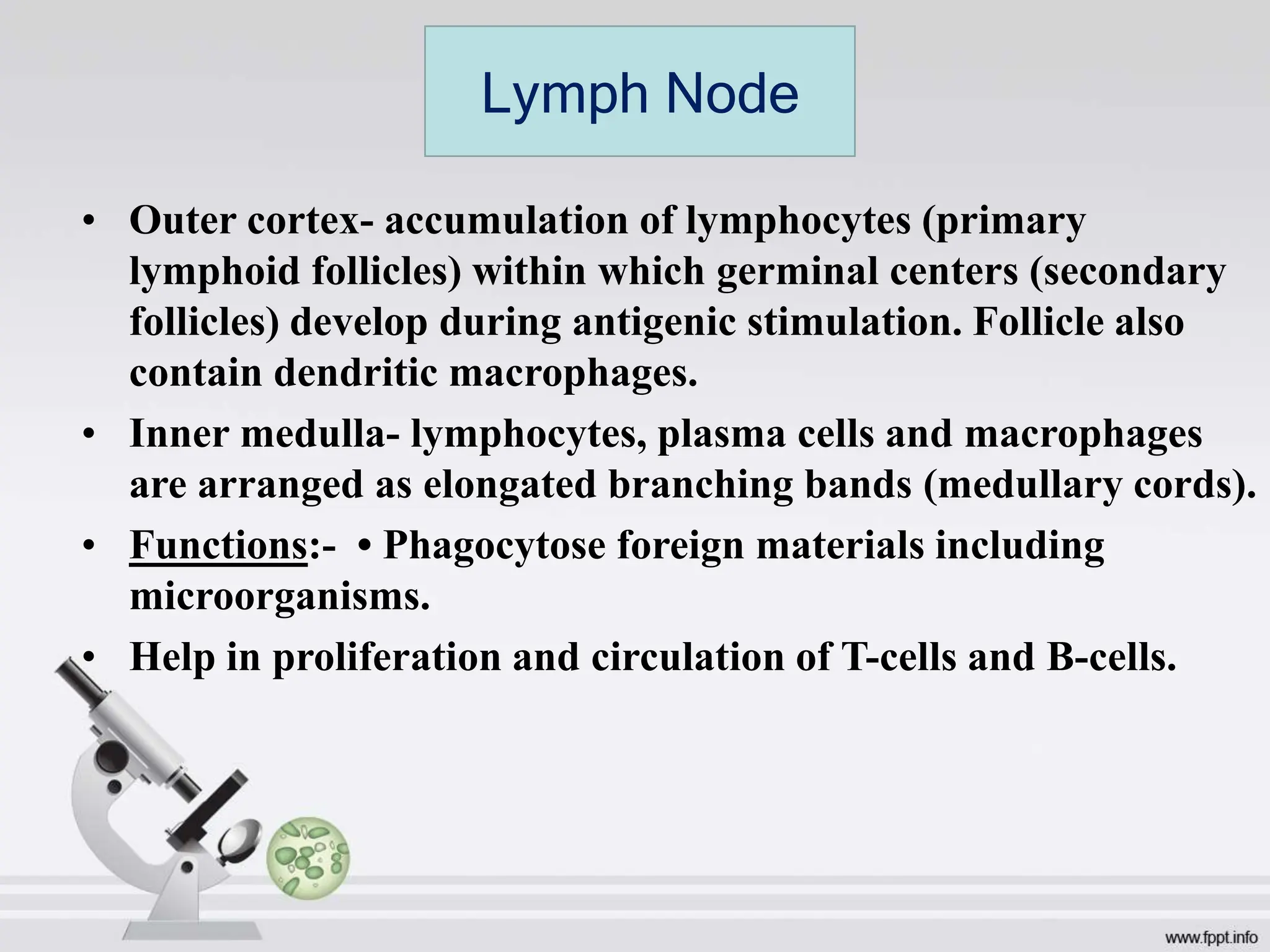 • Outer cortex- accumulation of lymphocytes (primary
lymphoid follicles) within which germinal centers (secondary
follicles) develop during antigenic stimulation. Follicle also
contain dendritic macrophages.
• Inner medulla- lymphocytes, plasma cells and macrophages
are arranged as elongated branching bands (medullary cords).
• Functions:- • Phagocytose foreign materials including
microorganisms.
• Help in proliferation and circulation of T-cells and B-cells.
Lymph Node
 