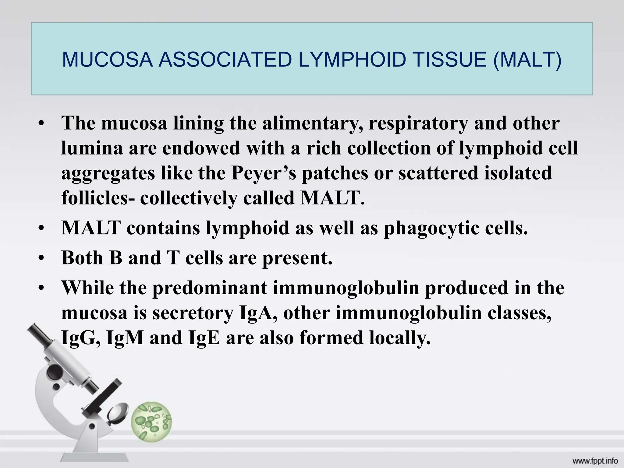 • The mucosa lining the alimentary, respiratory and other
lumina are endowed with a rich collection of lymphoid cell
aggregates like the Peyer’s patches or scattered isolated
follicles- collectively called MALT.
• MALT contains lymphoid as well as phagocytic cells.
• Both B and T cells are present.
• While the predominant immunoglobulin produced in the
mucosa is secretory IgA, other immunoglobulin classes,
IgG, IgM and IgE are also formed locally.
MUCOSA ASSOCIATED LYMPHOID TISSUE (MALT)
 