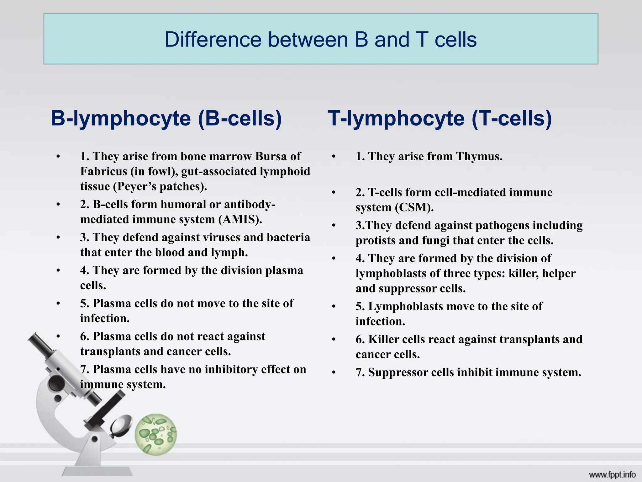 B-lymphocyte (B-cells)
• 1. They arise from bone marrow Bursa of
Fabricus (in fowl), gut-associated lymphoid
tissue (Peyer’s patches).
• 2. В-cells form humoral or antibody-
mediated immune system (AMIS).
• 3. They defend against viruses and bacteria
that enter the blood and lymph.
• 4. They are formed by the division plasma
cells.
• 5. Plasma cells do not move to the site of
infection.
• 6. Plasma cells do not react against
transplants and cancer cells.
• 7. Plasma cells have no inhibitory effect on
immune system.
T-lymphocyte (T-cells)
• 1. They arise from Thymus.
• 2. T-cells form cell-mediated immune
system (CSM).
• 3.They defend against pathogens including
protists and fungi that enter the cells.
• 4. They are formed by the division of
lymphoblasts of three types: killer, helper
and suppressor cells.
• 5. Lymphoblasts move to the site of
infection.
• 6. Killer cells react against transplants and
cancer cells.
• 7. Suppressor cells inhibit immune system.
Difference between B and T cells
 