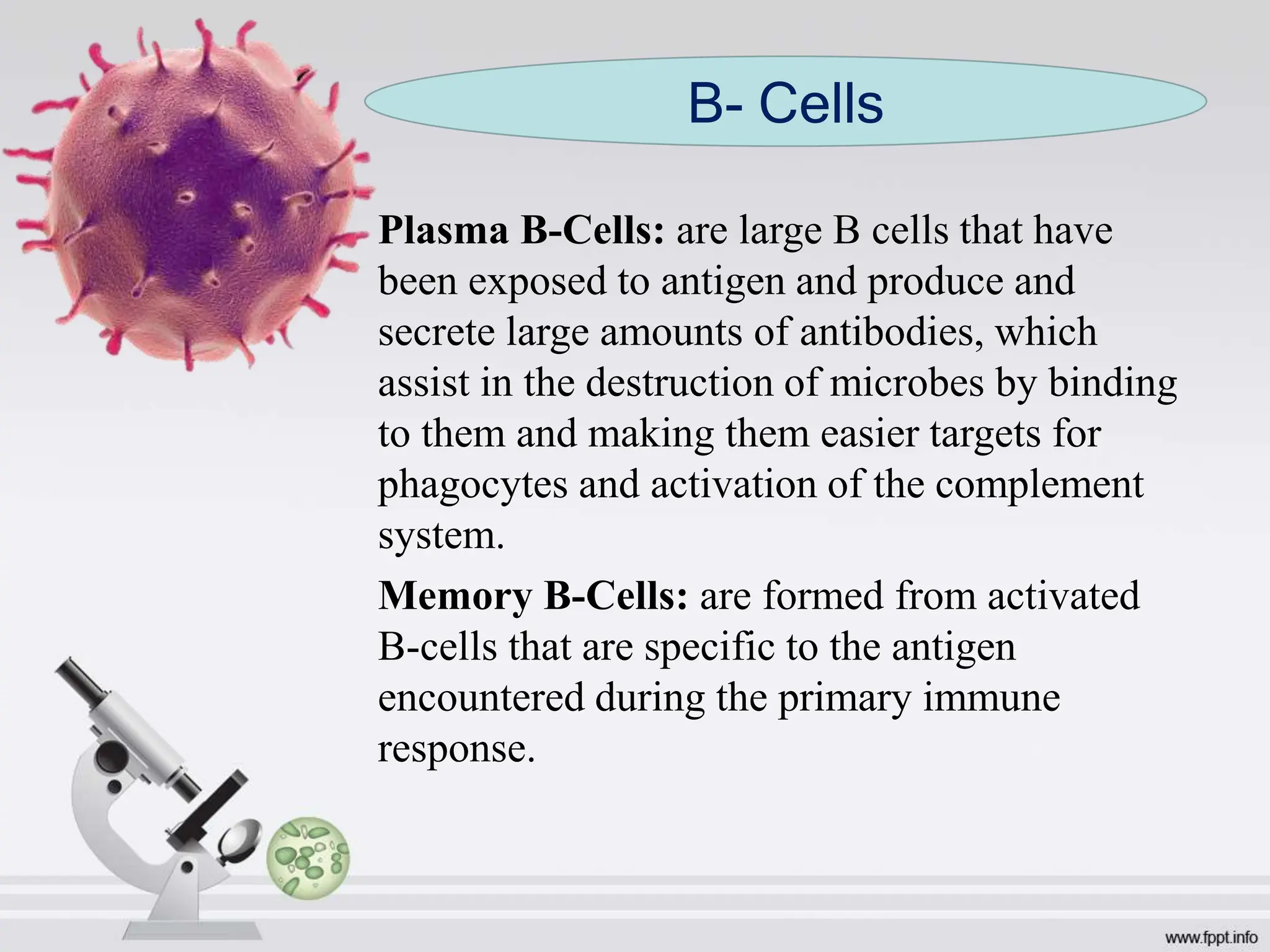 Plasma B-Cells: are large B cells that have
been exposed to antigen and produce and
secrete large amounts of antibodies, which
assist in the destruction of microbes by binding
to them and making them easier targets for
phagocytes and activation of the complement
system.
Memory B-Cells: are formed from activated
B-cells that are specific to the antigen
encountered during the primary immune
response.
B- Cells
 