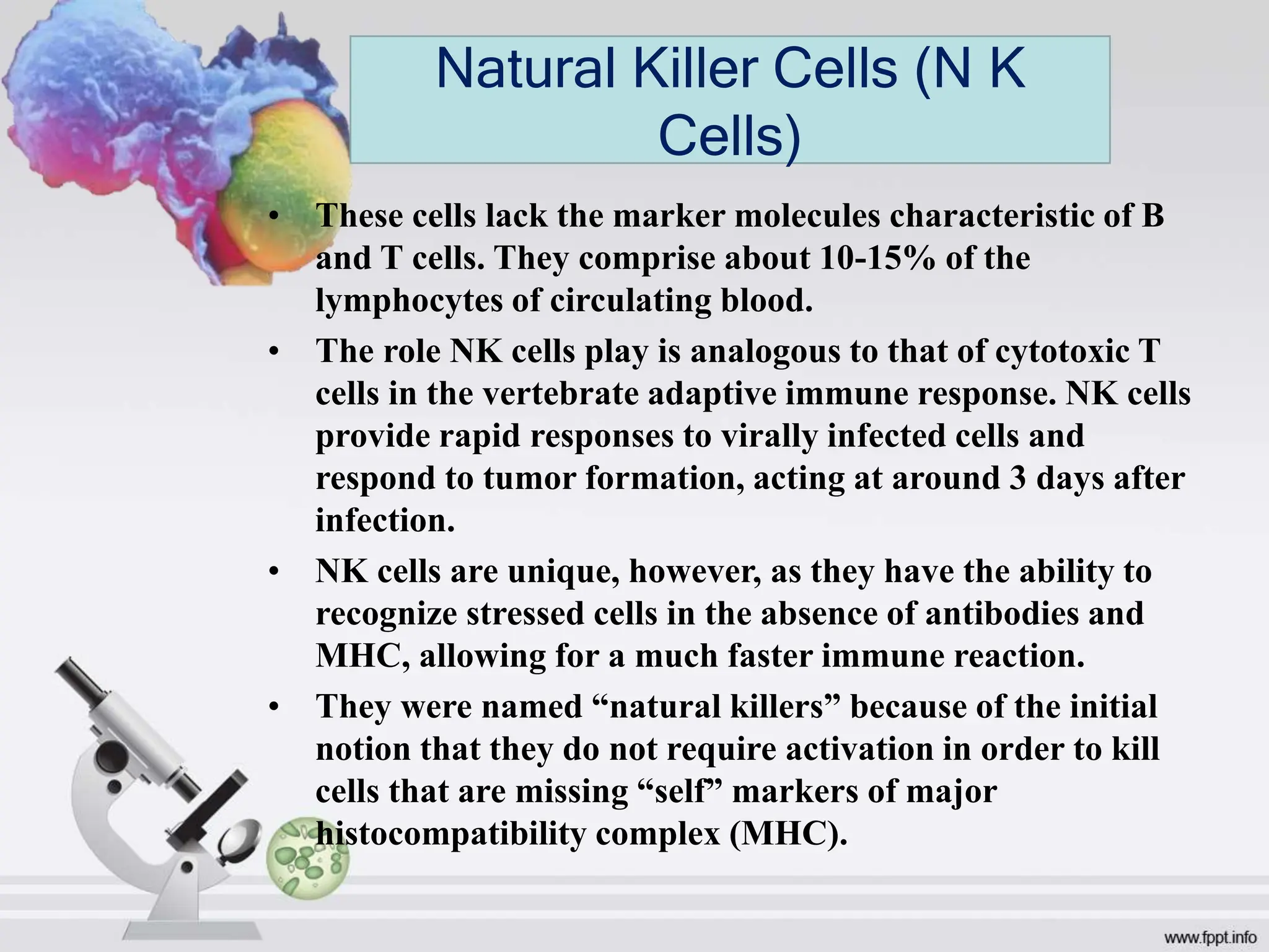 • These cells lack the marker molecules characteristic of B
and T cells. They comprise about 10-15% of the
lymphocytes of circulating blood.
• The role NK cells play is analogous to that of cytotoxic T
cells in the vertebrate adaptive immune response. NK cells
provide rapid responses to virally infected cells and
respond to tumor formation, acting at around 3 days after
infection.
• NK cells are unique, however, as they have the ability to
recognize stressed cells in the absence of antibodies and
MHC, allowing for a much faster immune reaction.
• They were named “natural killers” because of the initial
notion that they do not require activation in order to kill
cells that are missing “self” markers of major
histocompatibility complex (MHC).
Natural Killer Cells (N K
Cells)
 