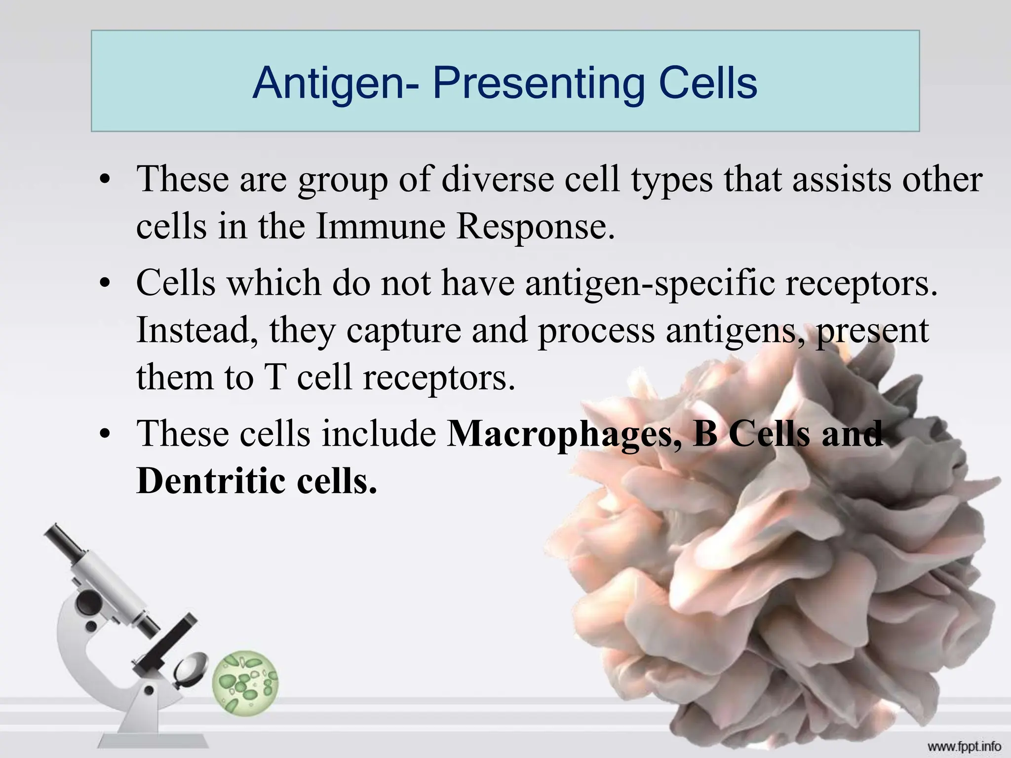 • These are group of diverse cell types that assists other
cells in the Immune Response.
• Cells which do not have antigen-specific receptors.
Instead, they capture and process antigens, present
them to T cell receptors.
• These cells include Macrophages, B Cells and
Dentritic cells.
Antigen- Presenting Cells
 