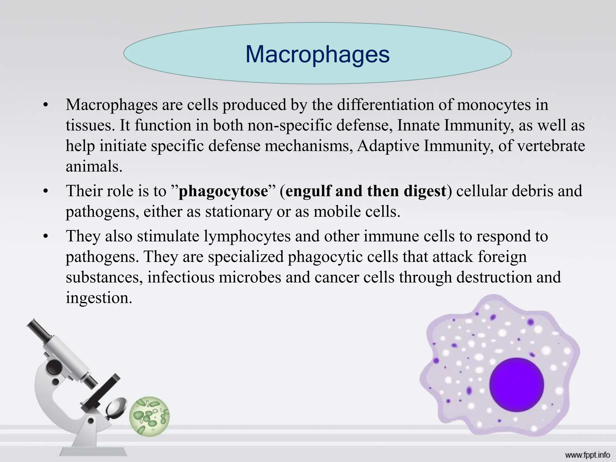 • Macrophages are cells produced by the differentiation of monocytes in
tissues. It function in both non-specific defense, Innate Immunity, as well as
help initiate specific defense mechanisms, Adaptive Immunity, of vertebrate
animals.
• Their role is to ”phagocytose” (engulf and then digest) cellular debris and
pathogens, either as stationary or as mobile cells.
• They also stimulate lymphocytes and other immune cells to respond to
pathogens. They are specialized phagocytic cells that attack foreign
substances, infectious microbes and cancer cells through destruction and
ingestion.
Macrophages
 