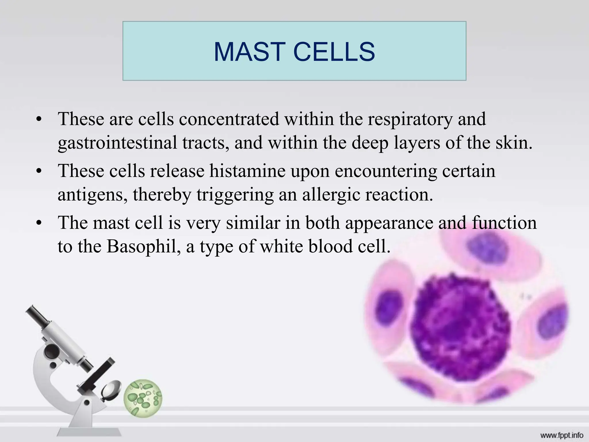 • These are cells concentrated within the respiratory and
gastrointestinal tracts, and within the deep layers of the skin.
• These cells release histamine upon encountering certain
antigens, thereby triggering an allergic reaction.
• The mast cell is very similar in both appearance and function
to the Basophil, a type of white blood cell.
MAST CELLS
 