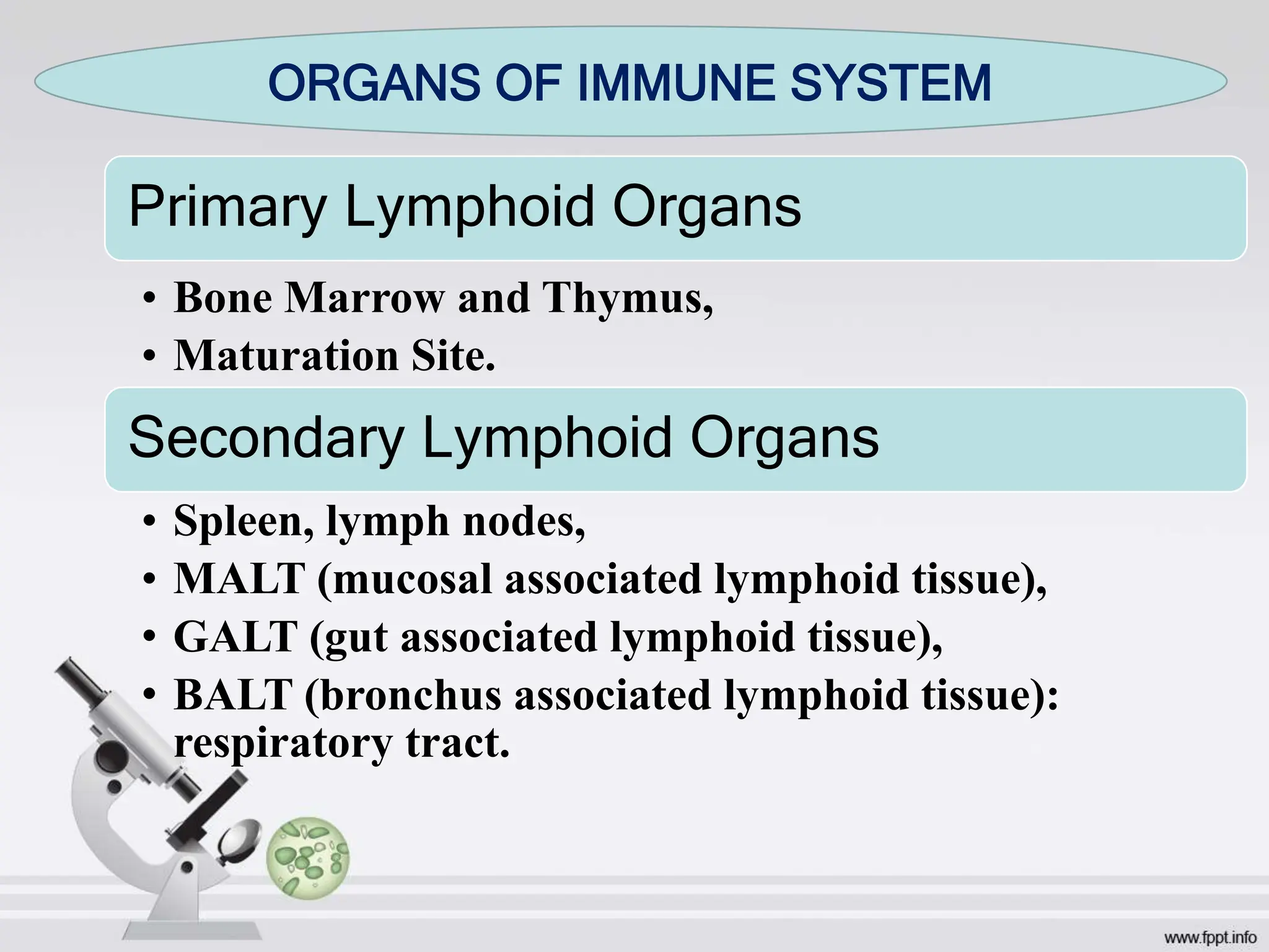 Primary Lymphoid Organs
• Bone Marrow and Thymus,
• Maturation Site.
Secondary Lymphoid Organs
• Spleen, lymph nodes,
• MALT (mucosal associated lymphoid tissue),
• GALT (gut associated lymphoid tissue),
• BALT (bronchus associated lymphoid tissue):
respiratory tract.
ORGANS OF IMMUNE SYSTEM
 