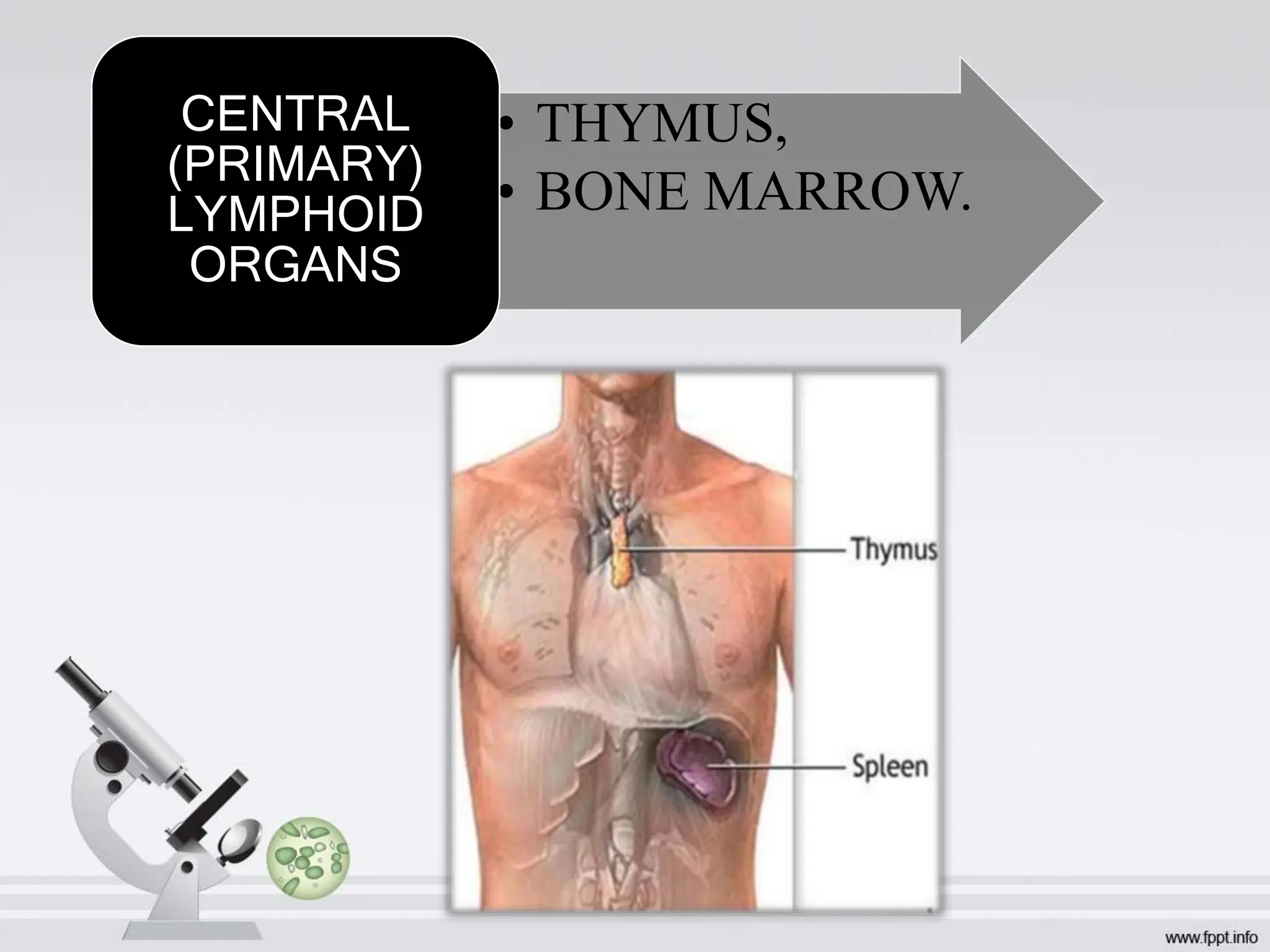 • THYMUS,
• BONE MARROW.
CENTRAL
(PRIMARY)
LYMPHOID
ORGANS
 