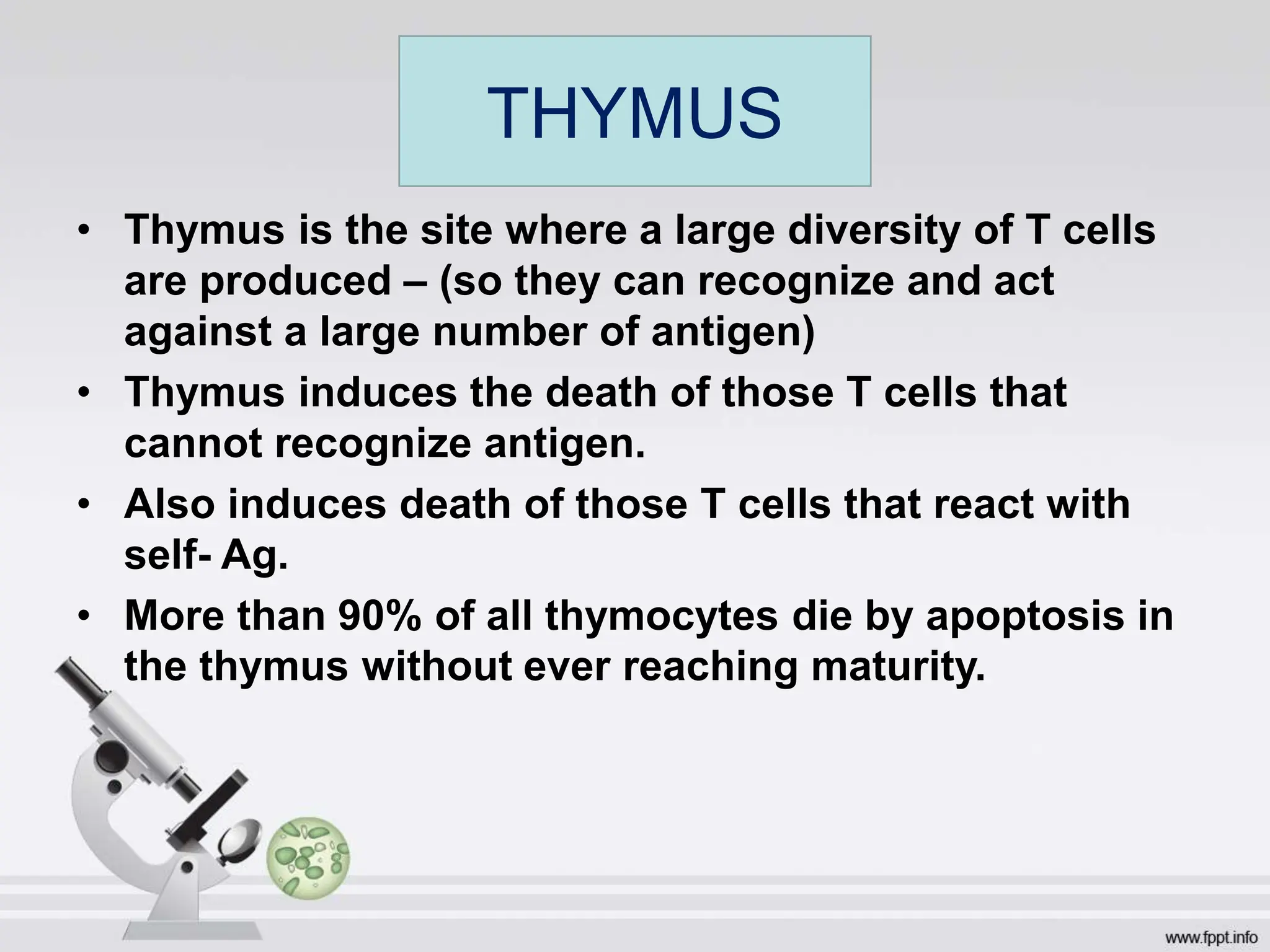 • Thymus is the site where a large diversity of T cells
are produced – (so they can recognize and act
against a large number of antigen)
• Thymus induces the death of those T cells that
cannot recognize antigen.
• Also induces death of those T cells that react with
self- Ag.
• More than 90% of all thymocytes die by apoptosis in
the thymus without ever reaching maturity.
THYMUS
 