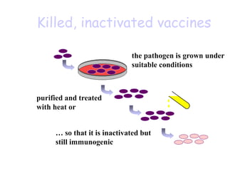 Killed, inactivated vaccines
the pathogen is grown under
suitable conditions
purified and treated
with heat or chemicals
… so that it is inactivated but
still immunogenic
 