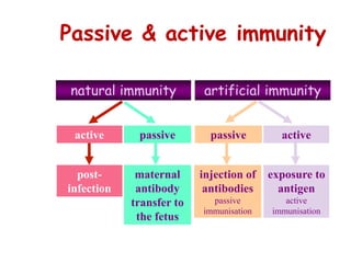 Passive & active immunity
natural immunity artificial immunity
post-
infection
active
maternal
antibody
transfer to
the fetus
passive
exposure to
antigen
active
immunisation
active
injection of
antibodies
passive
immunisation
passive
 