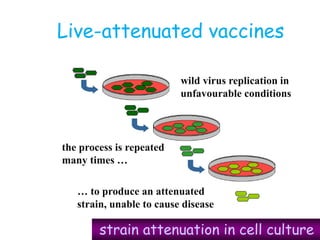 Live-attenuated vaccines
strain attenuation in cell culture
wild virus replication in
unfavourable conditions
the process is repeated
many times …
… to produce an attenuated
strain, unable to cause disease
 