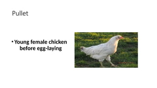 Pullert 1_Importance and Scope of Poultry Industry.pptx