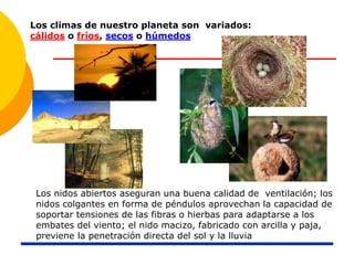 Los nidos abiertos aseguran una buena calidad de ventilación; los
nidos colgantes en forma de péndulos aprovechan la capacidad de
soportar tensiones de las fibras o hierbas para adaptarse a los
embates del viento; el nido macizo, fabricado con arcilla y paja,
previene la penetración directa del sol y la lluvia
Los climas de nuestro planeta son variados:
cálidos o fríos, secos o húmedos
 