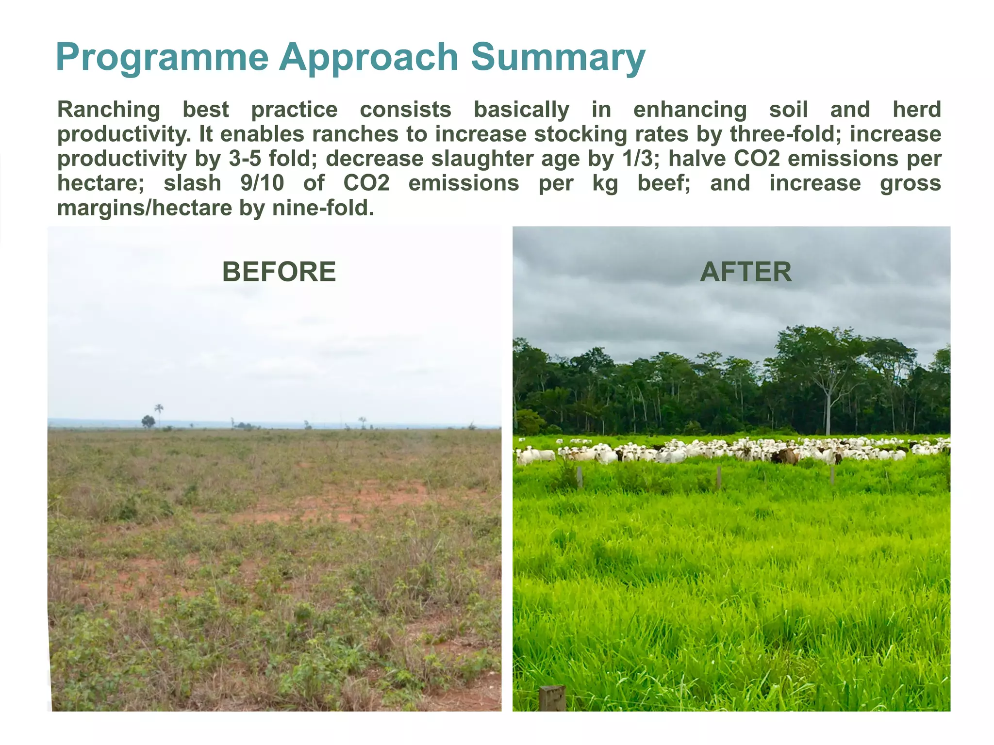 21
BEFORE AFTER
Ranching best practice consists basically in enhancing soil and herd
productivity. It enables ranches to increase stocking rates by three-fold; increase
productivity by 3-5 fold; decrease slaughter age by 1/3; halve CO2 emissions per
hectare; slash 9/10 of CO2 emissions per kg beef; and increase gross
margins/hectare by nine-fold.
Programme Approach Summary
 
