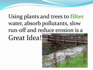 Using plants and trees to filter
water, absorb pollutants, slow
run-off and reduce erosion is a
Great Idea!
 