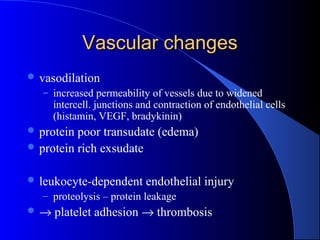 Vascular changesVascular changes
 vasodilation
– increased permeability of vessels due to widened
intercell. junctions and contraction of endothelial cells
(histamin, VEGF, bradykinin)
 protein poor transudate (edema)
 protein rich exsudate
 leukocyte-dependent endothelial injury
– proteolysis – protein leakage
 → platelet adhesion → thrombosis
 