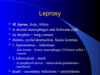 LeprosyLeprosy
 M. leprae, Asia, Africa
 in dermal macrophages and Schwann cells
 air droplets + long contact
 rhinitis, eyelid destruction, facies leontina
 1. lepromatous – infectious
– skin lesion – foamy macrophages (Virchow cells) +
viscera
 2. tuberculoid – steril
– in peripheral nerves – tuberculoid granulomas -
anesthesia
 death – secondary infections + amyloidosis
 