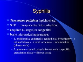SyphilisSyphilis
 Treponema pallidum (spichochete)
 STD + transplacental fetus infection
 acquired (3 stages) x congenital
 basic microspical appearance:
– 1. proliferative endarteritis (endothelial hypertrophy →
intimal fibrosis → local ischemia) + inflammation
(plasma cells)
– 2. gumma – central coagulative necrosis + specific
granulation tissue + fibrous tissue
 