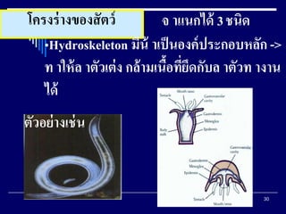 30
โครงร่างของสัตว์
•Hydroskeleton มีน้ าเป็นองค์ประกอบหลัก ->
ท าให้ล าตัวเต่ง กล้ามเนื้อที่ยึดกับล าตัวท างาน
ได้
ตัวอย่างเช่น
จ าแนกได้ 3ชนิด
 