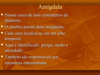 Amígdala
 Possui cerca de dois centímetros dePossui cerca de dois centímetros de
diâmetro.diâmetro.
 O cérebro possui duas amígdalas,O cérebro possui duas amígdalas,
 Cada uma localiza-se em um loboCada uma localiza-se em um lobo
temporal.temporal.
 Aqui é identificado perigo, medo eAqui é identificado perigo, medo e
ansiedade.ansiedade.
 Também são responsáveis porTambém são responsáveis por
memóriasmemórias emocionais.emocionais.
 
