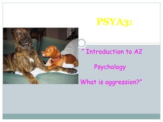 PSYA3: 
“ Introduction to A2 
Psychology 
What is aggression?” 
 