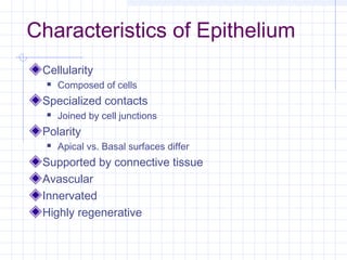 Characteristics of Epithelium
 Cellularity
     Composed of cells
 Specialized contacts
     Joined by cell junctions
 Polarity
     Apical vs. Basal surfaces differ
 Supported by connective tissue
 Avascular
 Innervated
 Highly regenerative
 