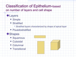 Classification of Epithelium-based
on number of layers and cell shape
  Layers
      Simple
      Stratified
         Stratified layers characterized by shape of apical layer
      Psuedostratified
  Shapes
      Squamous
      Cuboidal
      Columnar
      Transitional
 